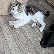 Aramis a rejoint le concours — aidez-le/la à gagner de superbes lots ! kitten, cat, indoor, wooden_floor, paw, curious, pet, animal, playful, small_twig, fur, whiskers, ears, pink_nose, tabby, white_fur, laying_down, young, domestic, flooring