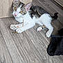 kitten, cat, indoor, wooden_floor, paw, curious, pet, animal, playful, small_twig, fur, whiskers, ears, pink_nose, tabby, white_fur, laying_down, young, domestic, flooring