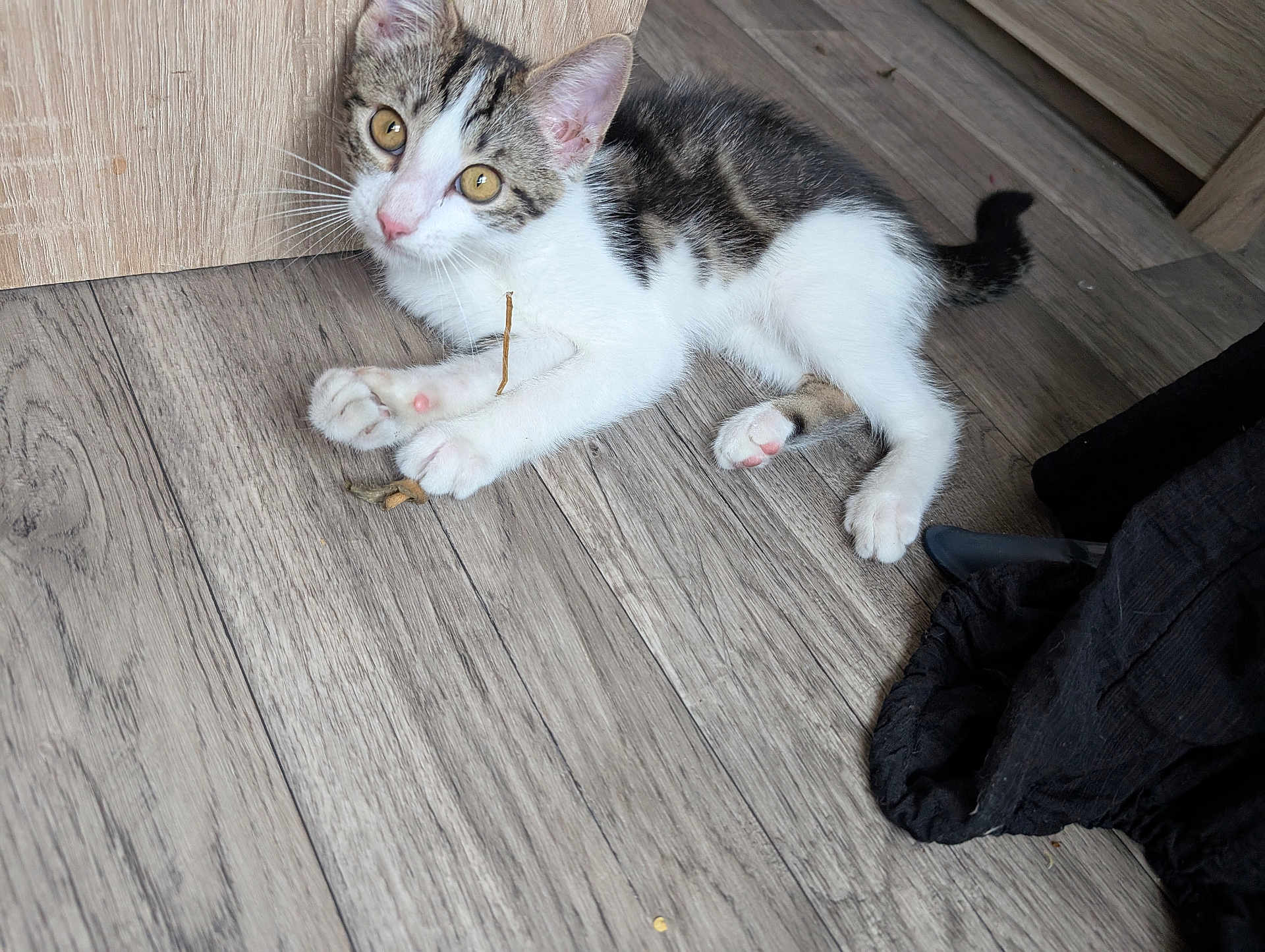 Aramis a rejoint le concours — aidez-le/la à gagner de superbes lots ! kitten, cat, indoor, wooden_floor, paw, curious, pet, animal, playful, small_twig, fur, whiskers, ears, pink_nose, tabby, white_fur, laying_down, young, domestic, flooring