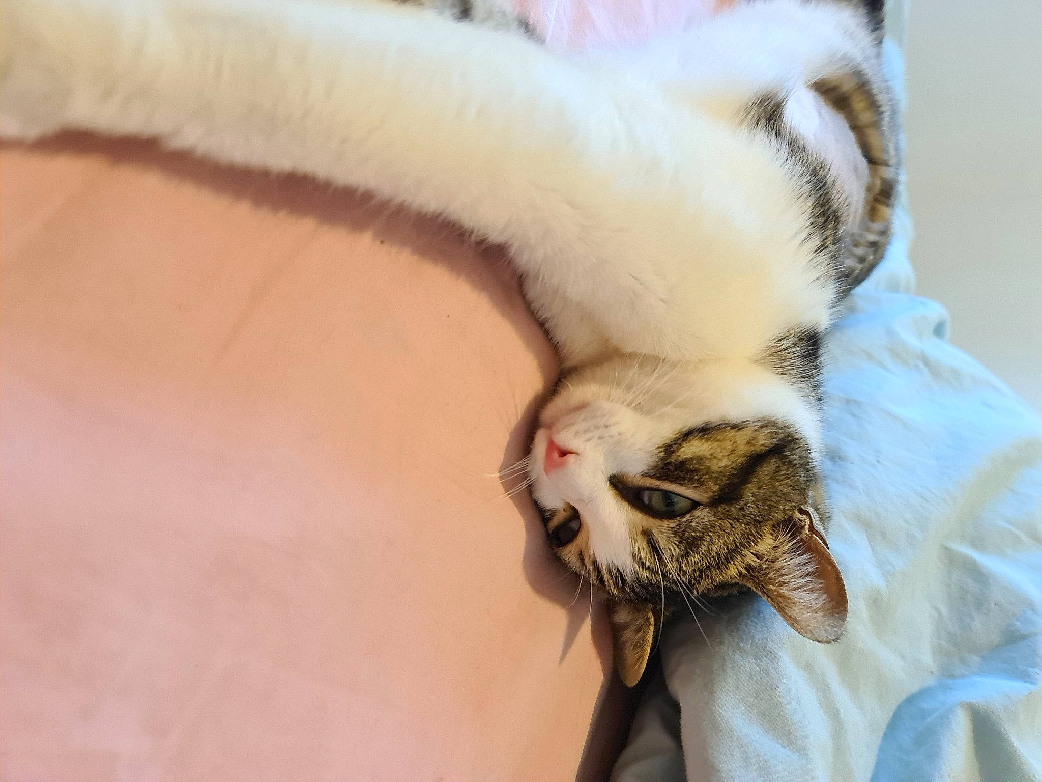 Donuts participe au concours pour gagner de l'argent avec cette photo : carnivore, cat, claw, comfort, domestic_short_haired_cat, eye, fang, fawn, felidae, fur, nap, paw, small_to_medium_sized_cats, snout, tail, whiskers