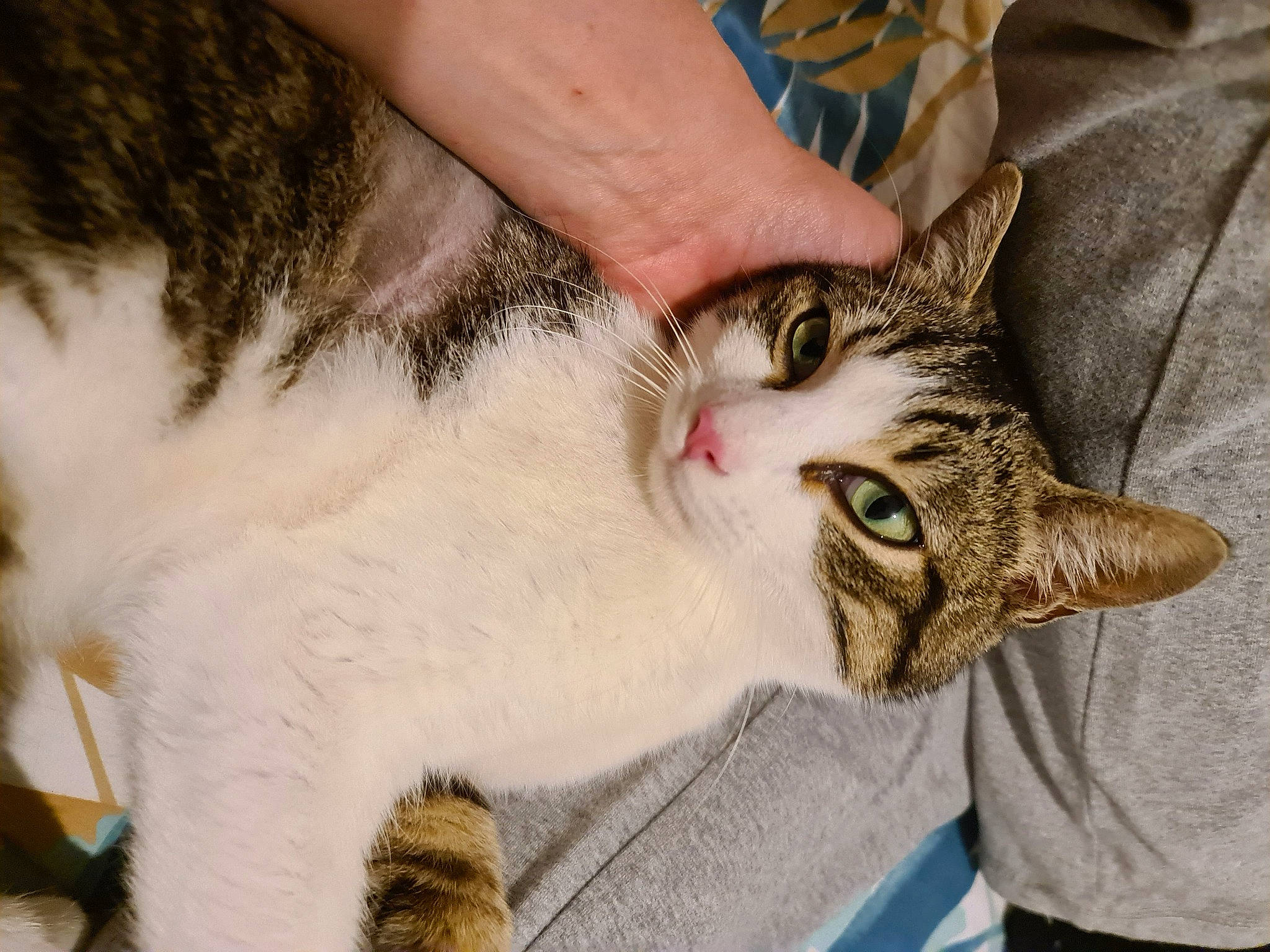 Donuts a rejoint le concours — aidez-le/la à gagner de superbes lots ! carnivore, cat, claw, comfort, domestic_short_haired_cat, ear, felidae, fur, nail, paw, small_to_medium_sized_cats, snout, tail, whiskers