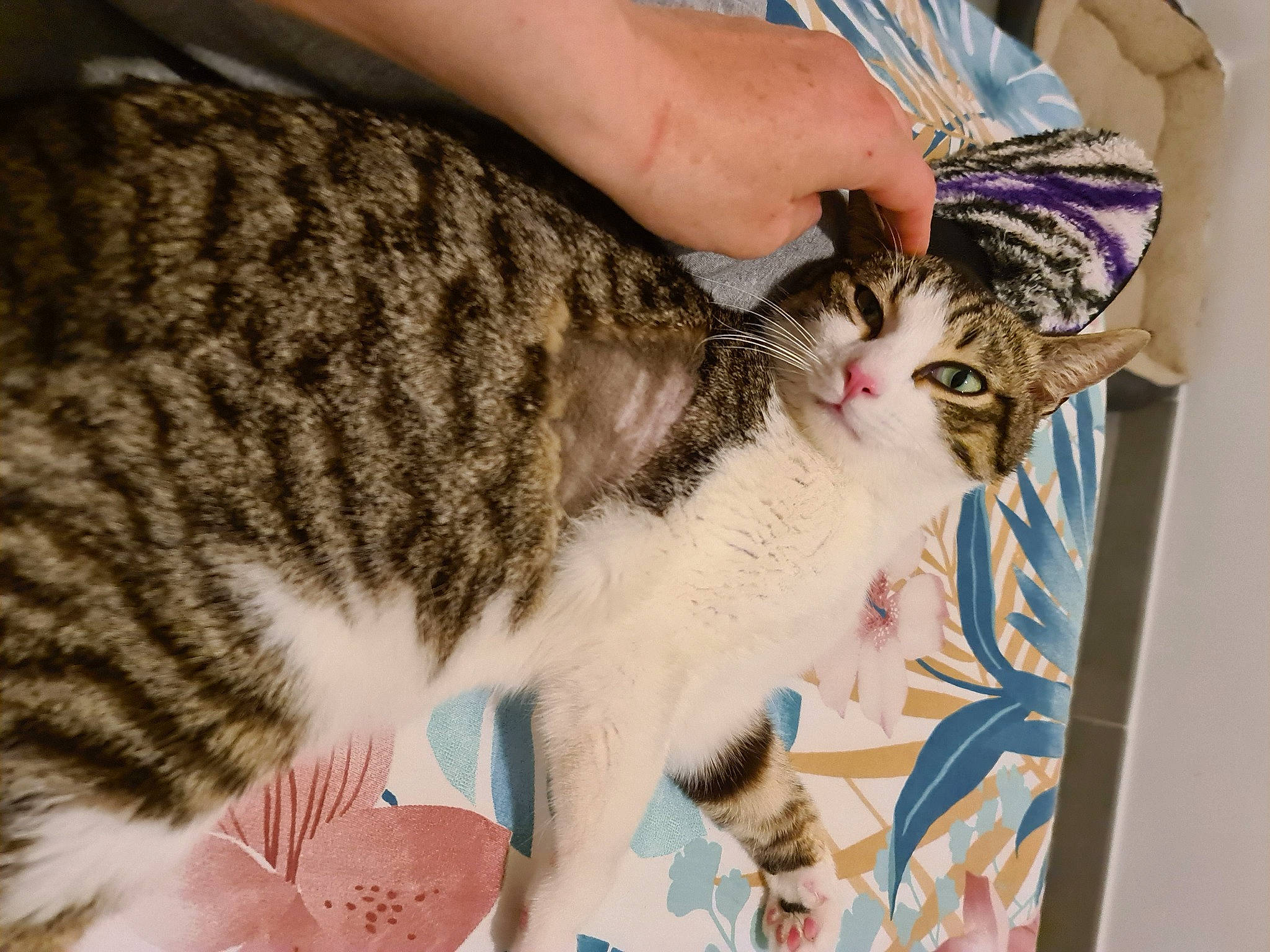 Donuts participe au concours pour gagner de l'argent avec cette photo : carnivore, cat, claw, collar, domestic_short_haired_cat, fawn, felidae, fur, paw, small_to_medium_sized_cats, snout, tail, terrestrial_animal, tree, whiskers