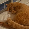 Garfield is registered to the contest to win money with this photo: cat, orange_cat, sleeping, paw, bed, blanket, window, indoor, pet, fur, tail, cozy, resting, cute, animal, domestic_animal, mammal, whiskers, relaxation, feline
