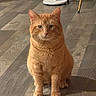 cat, ginger_cat, pet, animal, indoor, wooden_floor, feline, sitting, looking_at_camera, whiskers, ears, fur, domestic_cat, flooring, home, calm, portrait, cute, mammal, tabby