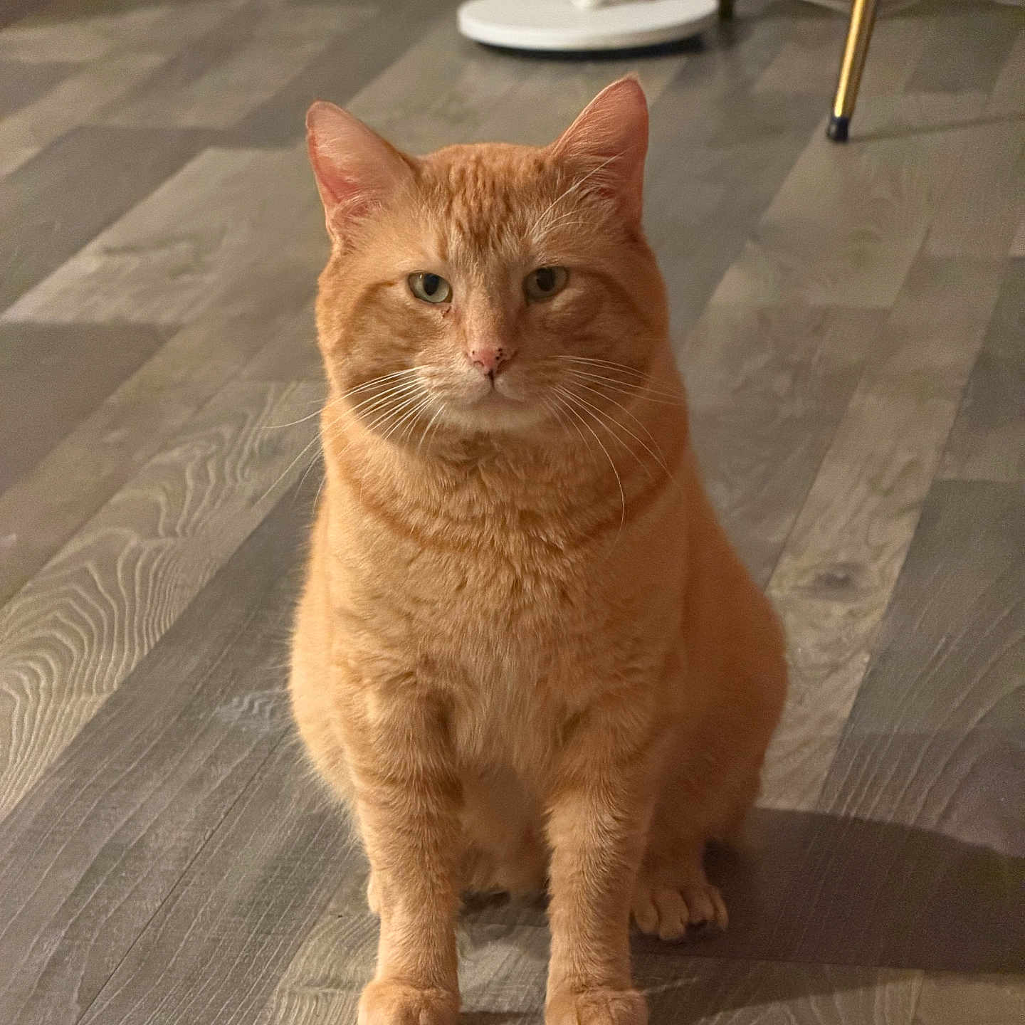 Garfield joined the competition — help win amazing prizes! cat, ginger_cat, pet, animal, indoor, wooden_floor, feline, sitting, looking_at_camera, whiskers, ears, fur, domestic_cat, flooring, home, calm, portrait, cute, mammal, tabby