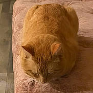 Garfield is registered to the contest to win money with this photo: cat, orange_cat, sleeping, couch, furniture, indoor, pet, fur, whiskers, relaxing, cozy, home, animal, mammal, tabby, resting, closeup, comfort, soft, domestic_cat