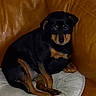dog, black_dog, tan_markings, couch, leather_couch, white_cushion, indoor, pet, animal, sitting, small_dog, cozy, fur, looking, resting, home, domestic, cute, canine, companion