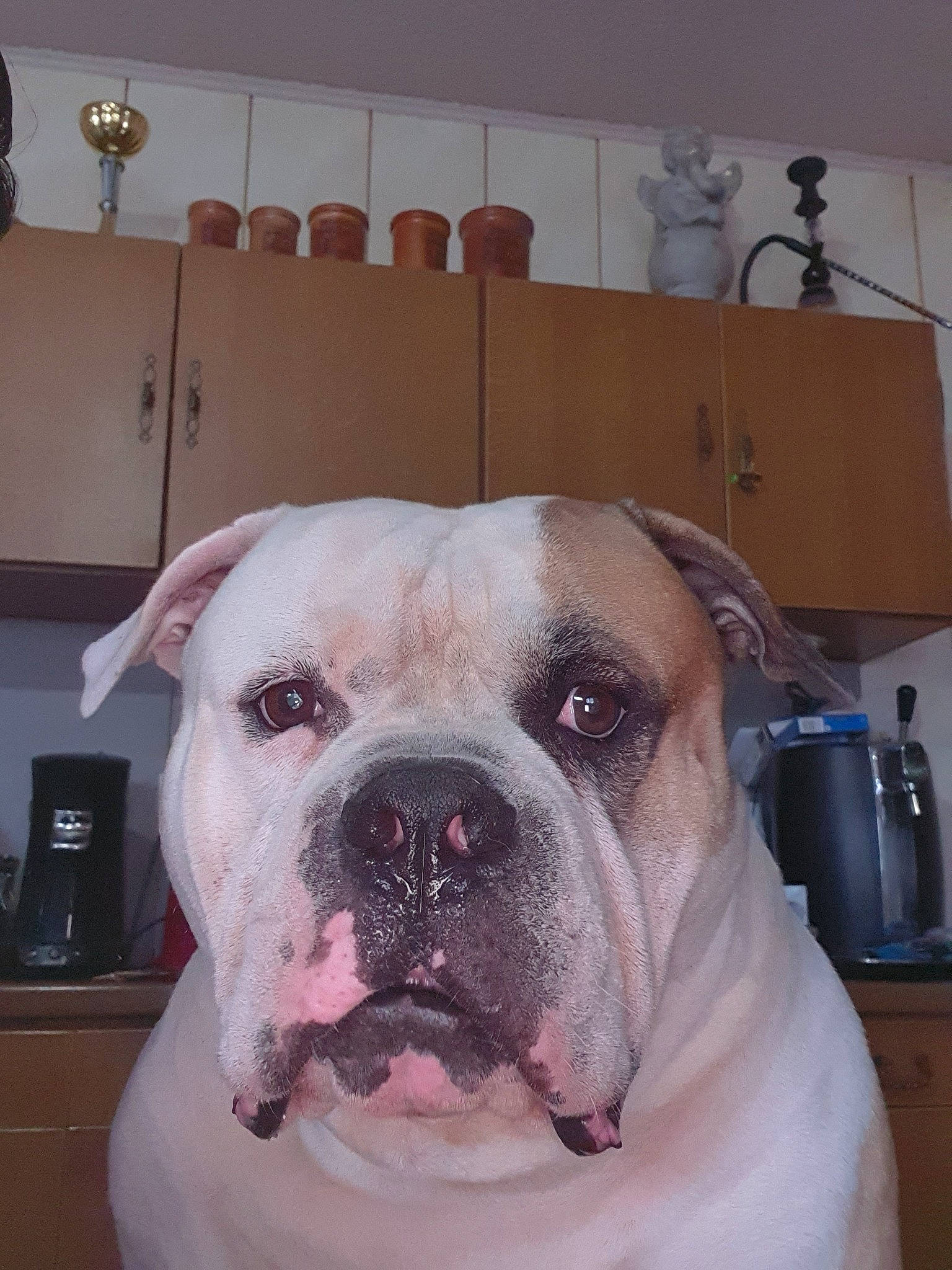 Mon Bebe participe au concours pour gagner de l'argent avec cette photo : american_bulldog, australian_bulldog, bulldog, canidae, carnivore, dog, dog_breed, dorset_olde_tyme_bulldogge, mammal, non_sporting_group, nose, old_english_bulldog, olde_english_bulldogge, renascence_bulldogge, skin, snout, toy_bulldog, valley_bulldog, vertebrate, white_english_bulldog