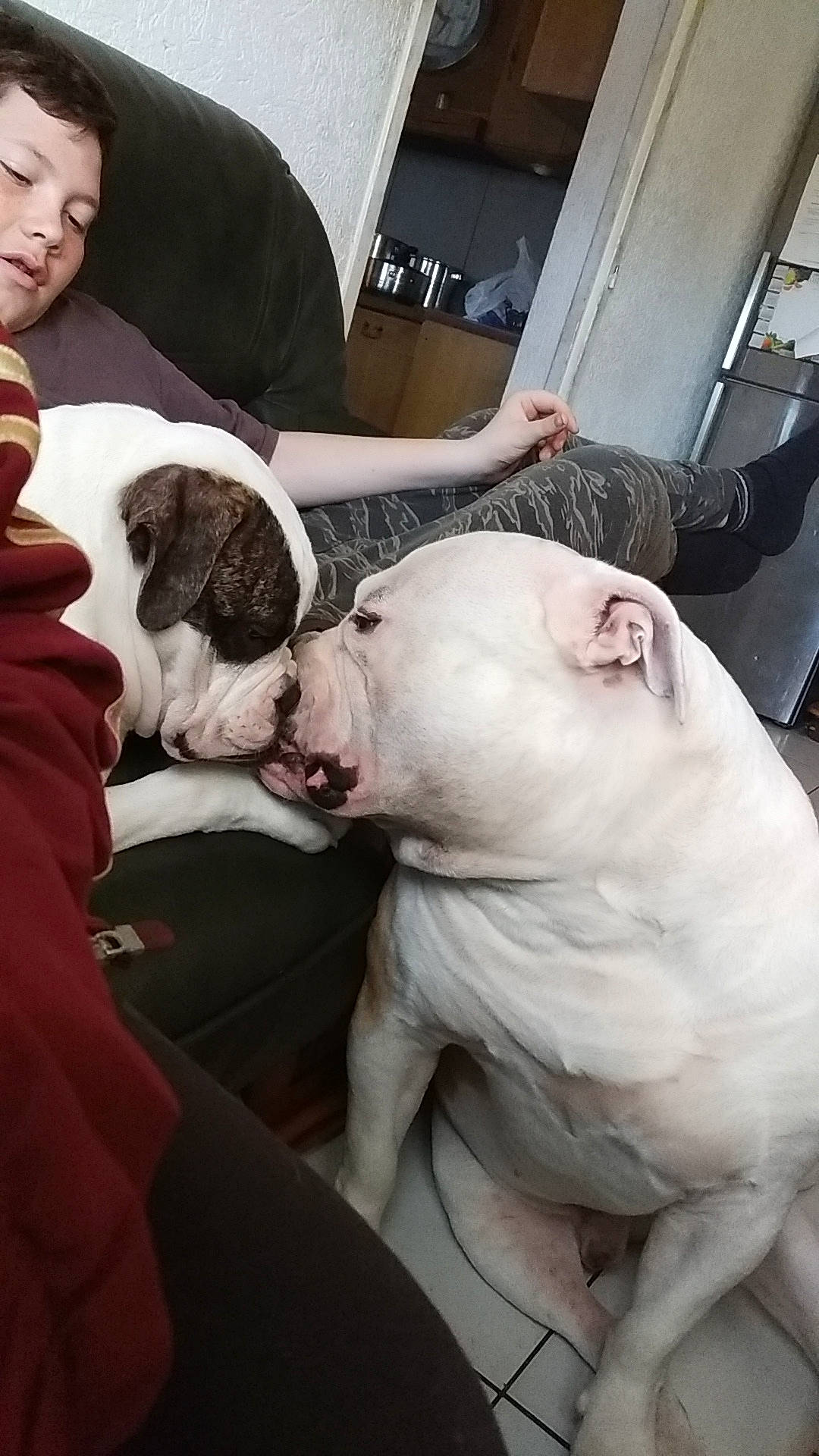 Mes Bebe participe au concours pour gagner de l'argent avec cette photo : american_bulldog, american_pit_bull_terrier, bull_terrier, bulldog, carnivoran, dog, dog_breed, dog_breed_group, dog_like_mammal, dogo_argentino, dogo_guatemalteco, mammal, non_sporting_group, olde_english_bulldogge, person, snout, vertebrate