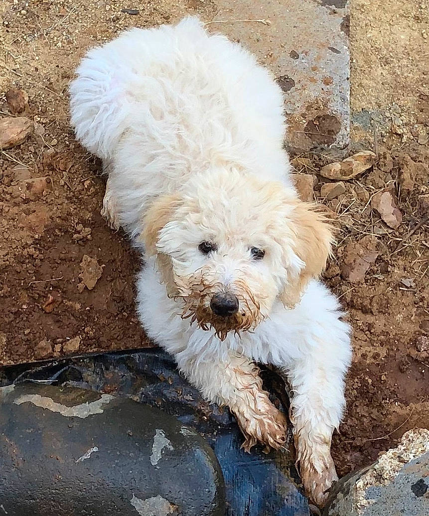 Brinkley is registered to the contest to win money with this photo: bichon_frise, canidae, carnivore, cockapoo, companion_dog, dog, dog_breed, goldendoodle, lagotto_romagnolo, maltepoo, mammal, miniature_poodle, non_sporting_group, poodle, poodle_crossbreed, schnoodle, spanish_water_dog, terrier, toy_poodle, vertebrate