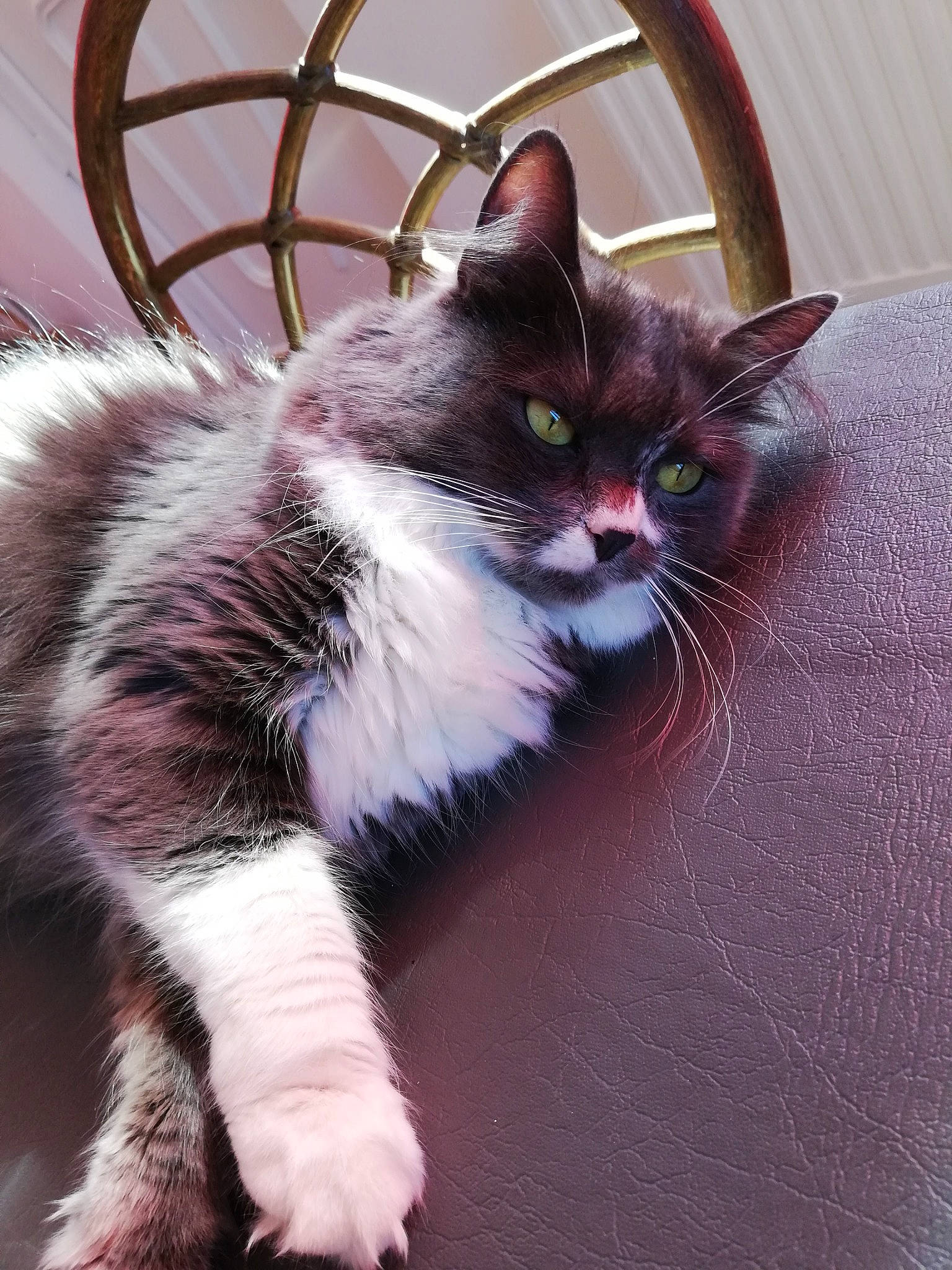 Gazelle a rejoint le concours — aidez-le/la à gagner de superbes lots ! carnivore, cat, claw, domestic_short_haired_cat, felidae, foot, fur, grey, paw, sitting, small_to_medium_sized_cats, snout, tail, terrestrial_animal, whiskers, window