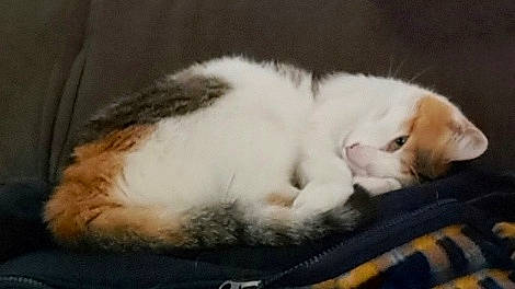 Ora a rejoint le concours — aidez-le/la à gagner de superbes lots ! carnivore, cat, claw, comfort, domestic_short_haired_cat, felidae, fur, nap, paw, small_to_medium_sized_cats, tail, terrestrial_animal, whiskers