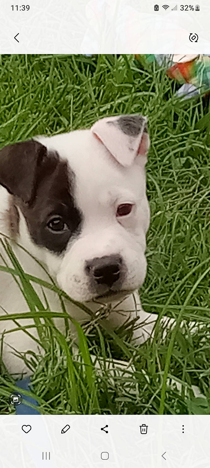 Ranger is registered to the contest to win money with this photo: ancient_dog_breeds, canidae, carnivore, collar, companion_dog, dog, dog_breed, dog_collar, fawn, grass, molosser, non_sporting_group, pet_supply, plant, snout, sporting_group, tail, terrestrial_animal, whiskers, working_animal