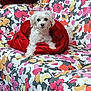 animal, blanket, colorful, companion, couch, cozy, curious, cute, dog, floral_pattern, furniture, home, indoor, pet, red_blanket, relaxed, resting, small_dog, soft_texture, white_dog
