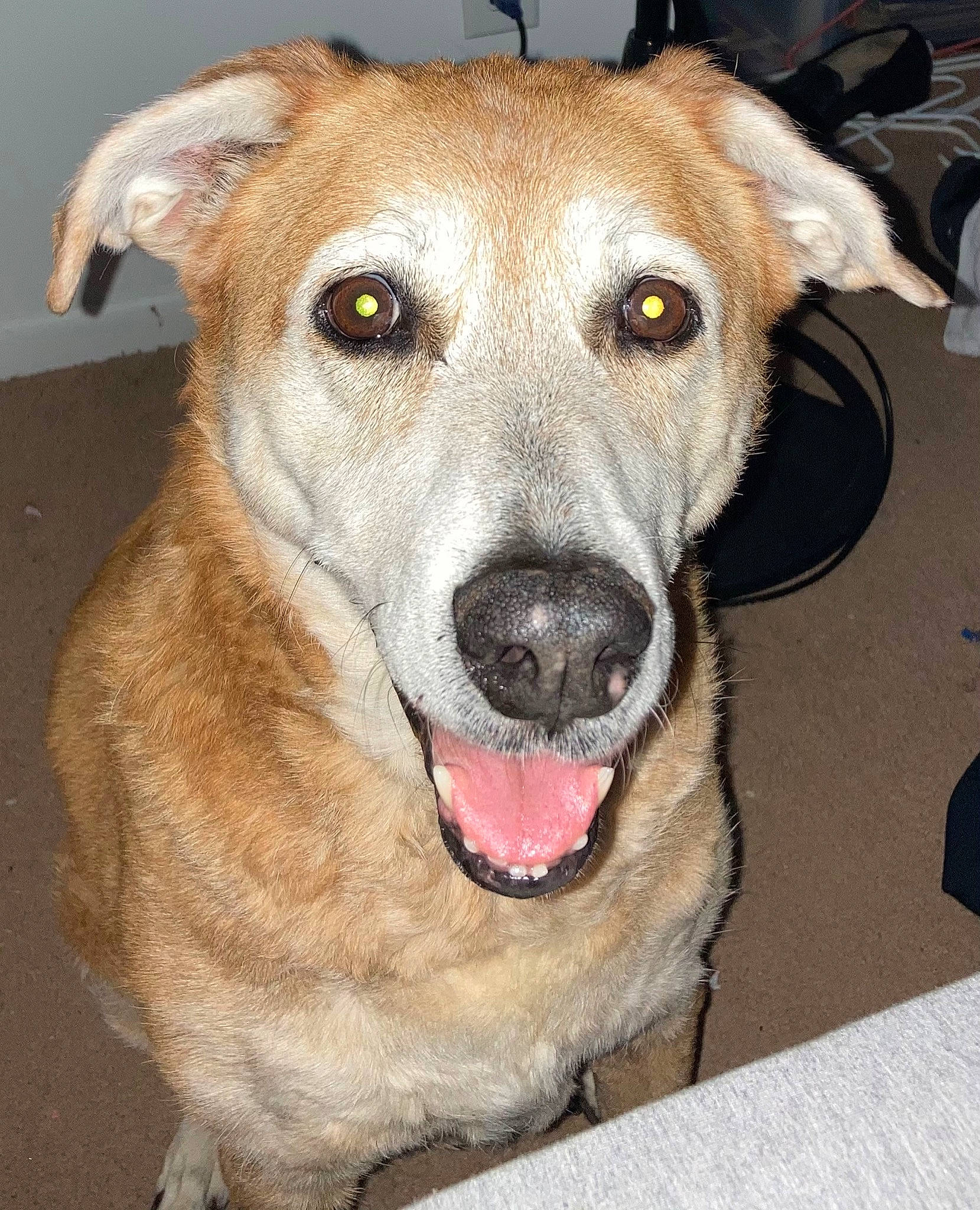 Fancy is registered to the contest to win money with this photo: canidae, carnivore, collar, companion_dog, dog, dog_breed, dog_collar, dog_supply, eye, fawn, fur, guard_dog, jaw, snout, sporting_group, street_dog, terrestrial_animal, whiskers, working_animal, working_dog