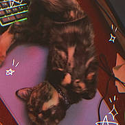 Apollo is registered to the contest to win money with this photo: cable, cat, close_up, collar, computer_mouse, cozy, desk, filter_effect, fur, furniture, glow, indoor, keyboard, mousepad, nap, pet, sleeping_cat, star_stickers, tortoiseshell_cat, workspace