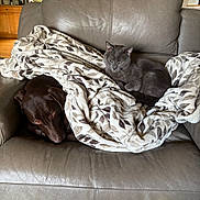 George is registered to the contest to win money with this photo: dog, cat, blanket, couch, leaves_pattern, gray_couch, indoor, pet, relaxed, sleepy, cozy, fur, animal, domestic, friendship, resting, living_room, houseplant, window, natural_light