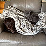 dog, cat, blanket, couch, leaves_pattern, gray_couch, indoor, pet, relaxed, sleepy, cozy, fur, animal, domestic, friendship, resting, living_room, houseplant, window, natural_light