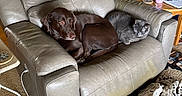 George joined the competition — help win amazing prizes! dog, cat, recliner, gray_furniture, living_room, blanket, carpet, water_bottle, plant, table, slippers, cozy, pet, animal, resting, snuggling, indoor, furniture, home, relaxation
