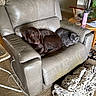dog, cat, recliner, gray_furniture, living_room, blanket, carpet, water_bottle, plant, table, slippers, cozy, pet, animal, resting, snuggling, indoor, furniture, home, relaxation
