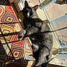 George joined the competition — help win amazing prizes! cat, gray_cat, sunlight, indoor, hammock_chair, mesh_chair, geometric_rug, colorful_rug, shadow, window, glass_door, relaxing, pet, feline, floor, home_interior, resting, cozy, sunny, paw