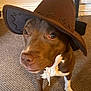 dog, brown_dog, white_paws, cowboy_hat, hat, pet, indoor, carpet, curious, close_up, canine, animal, cute, puppy, face, ears, floor, looking_up, domestic, companion