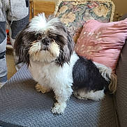 Nari joined the competition — help win amazing prizes! dog, small_dog, shih_tzu, pet, animal, fluffy, long_hair, black_and_white, sitting, couch, indoors, living_room, pillow, chair, furniture, portrait, centered, serious_expression, curled_tail, home