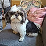 dog, small_dog, shih_tzu, pet, animal, fluffy, long_hair, black_and_white, sitting, couch, indoors, living_room, pillow, chair, furniture, portrait, centered, serious_expression, curled_tail, home