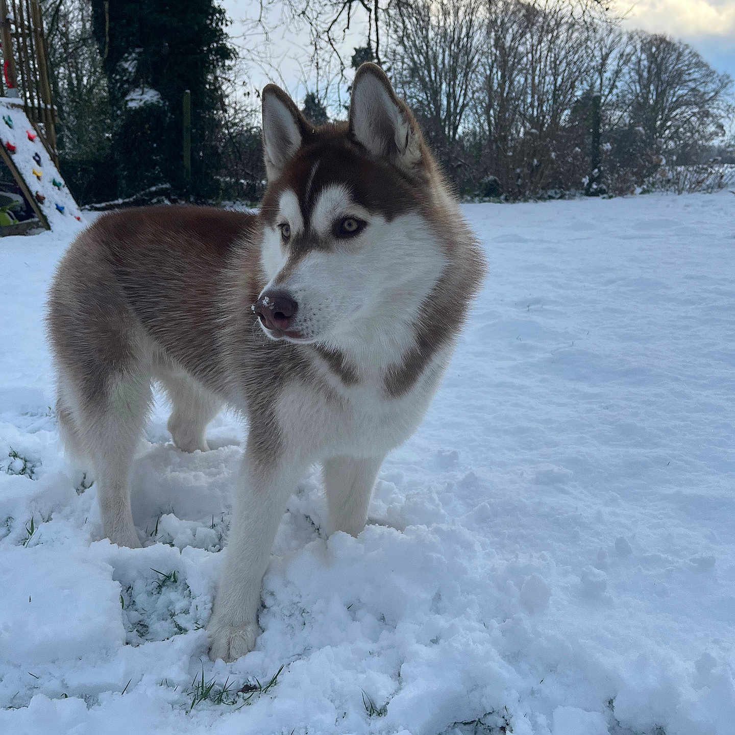 Adon participe au concours pour gagner de l'argent avec cette photo : alert, animal, backyard, canine, cloudy, cold, dog, fur, grass, mammal, nature, outdoor, pet, playful, siberian_husky, sky, snow, standing, tree, winter
