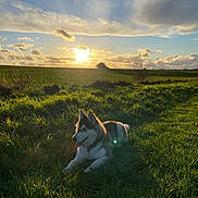 Adon participe au concours pour gagner de l'argent avec cette photo : husky, dog, grass, field, sunset, clouds, sky, outdoor, nature, animal, pet, sunlight, shadow, relaxing, canine, fluffy, mammal, landscape, greenery, peaceful