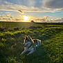 husky, dog, grass, field, sunset, clouds, sky, outdoor, nature, animal, pet, sunlight, shadow, relaxing, canine, fluffy, mammal, landscape, greenery, peaceful