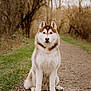 dog, siberian_husky, animal, pet, outdoor, forest, path, nature, canine, sitting, brown, white, fur, ears, eyes, leaf_litter, trees, walking_path, mammal, portrait