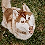 Adon a rejoint le concours — aidez-le/la à gagner de superbes lots ! dog, husky, canine, pet, grass, outdoor, animal, fur, blue_eyes, smiling, friendly, happy, nature, mammal, looking_up, ears, nose, tail, tongue, daylight