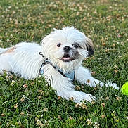 Teddy joined the competition — help win amazing prizes! dog, white_fur, black_patch, grass, clover, tennis_ball, outdoor, pet, playful, lying_down, animal, nature, cute, small_dog, canine, daylight, field, happy, fur, collar