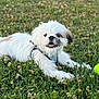 dog, white_fur, black_patch, grass, clover, tennis_ball, outdoor, pet, playful, lying_down, animal, nature, cute, small_dog, canine, daylight, field, happy, fur, collar