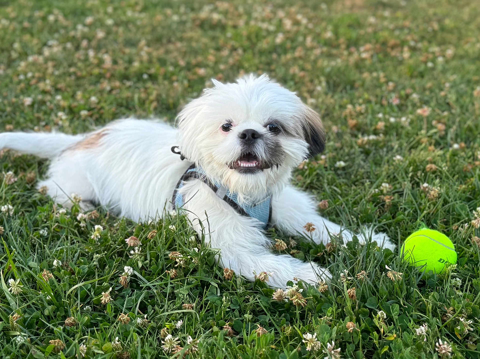 Teddy