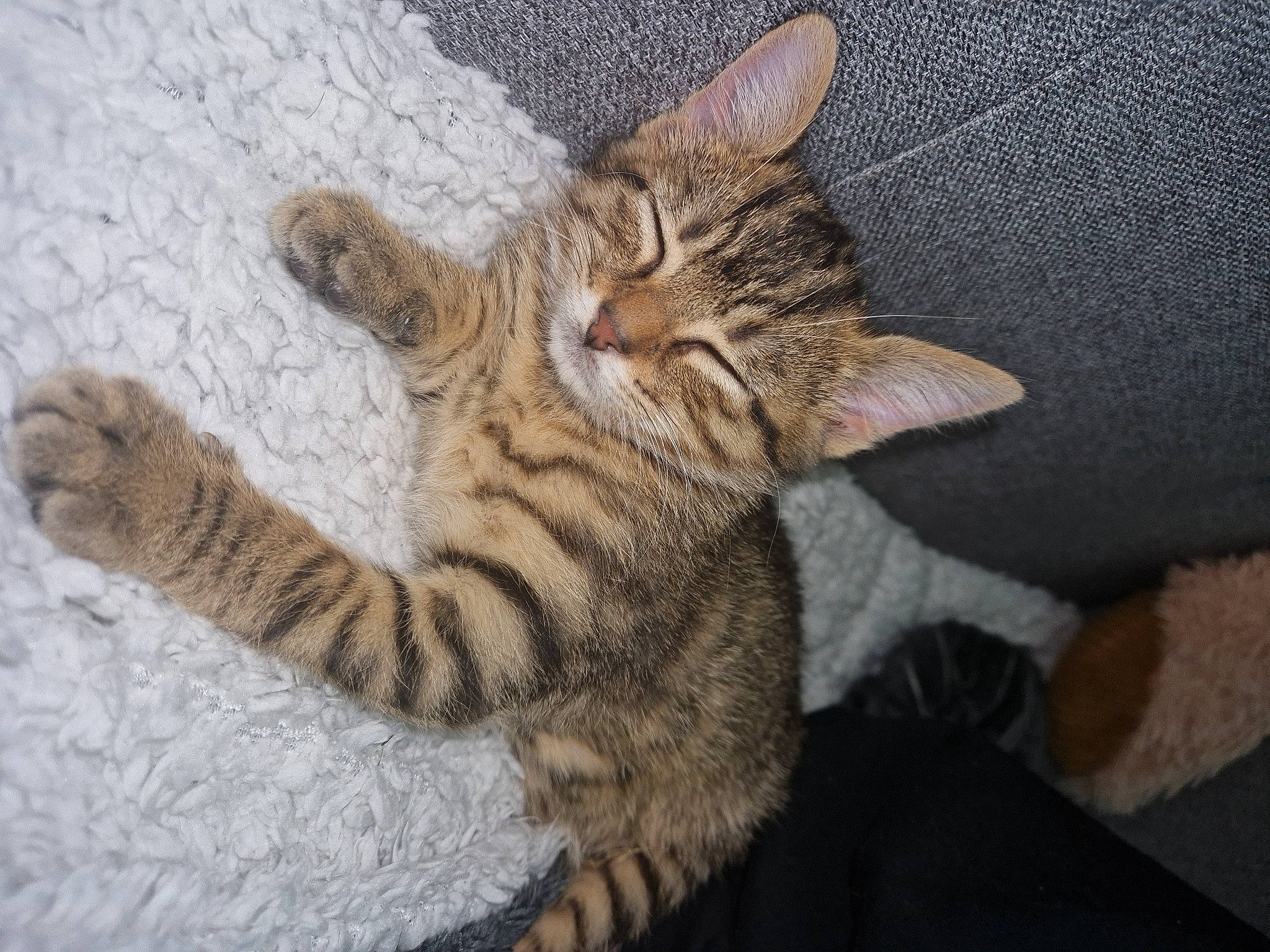 Akira participe au concours pour gagner de l'argent avec cette photo : carnivore, cat, claw, comfort, domestic_short_haired_cat, fawn, felidae, foot, fur, paw, small_to_medium_sized_cats, snout, tail, terrestrial_animal, whiskers