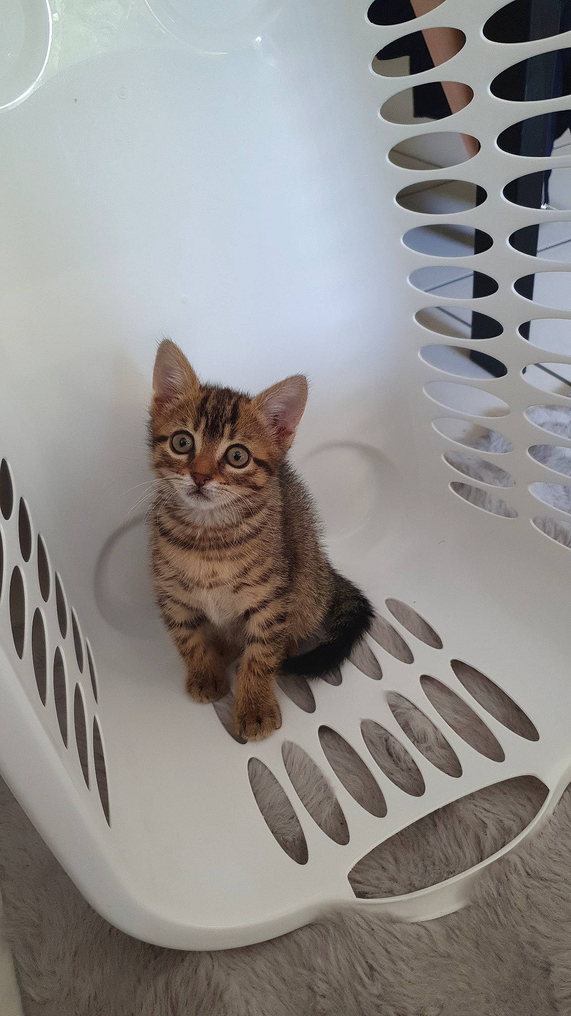 Akira participe au concours pour gagner de l'argent avec cette photo : carnivore, cat, cat_supply, comfort, domestic_short_haired_cat, felidae, flooring, fur, grey, paw, pet_supply, sitting, small_to_medium_sized_cats, snout, stairs, tail, tree, vertebrate, whiskers, wood