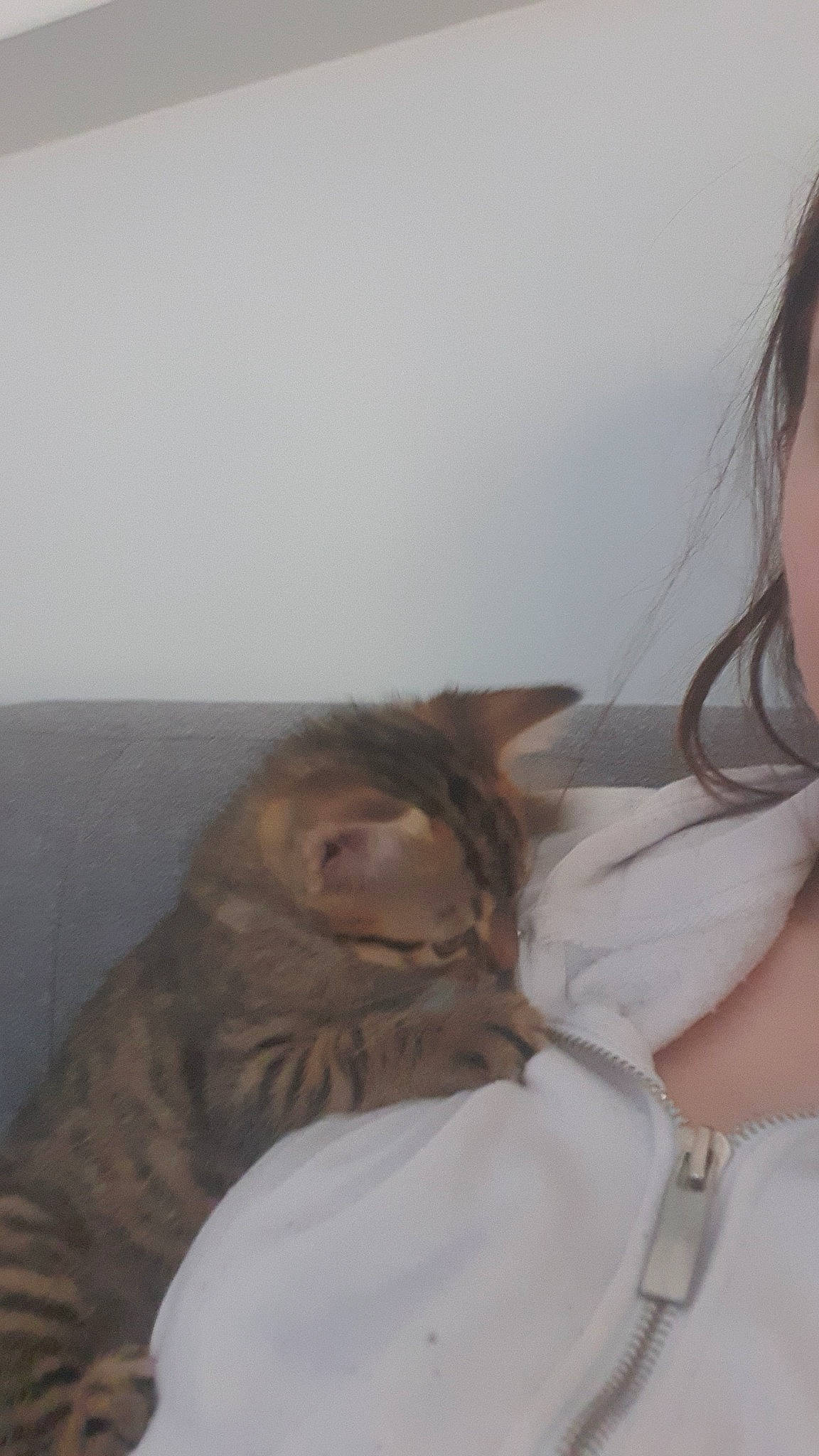 Akira a rejoint le concours — aidez-le/la à gagner de superbes lots ! abdomen, canidae, child, comfort, companion_dog, dog_breed, domestic_short_haired_cat, eyelash, facial_hair, fawn, felidae, fur, gesture, happy, linens, room, sleep, small_to_medium_sized_cats, toy, whiskers