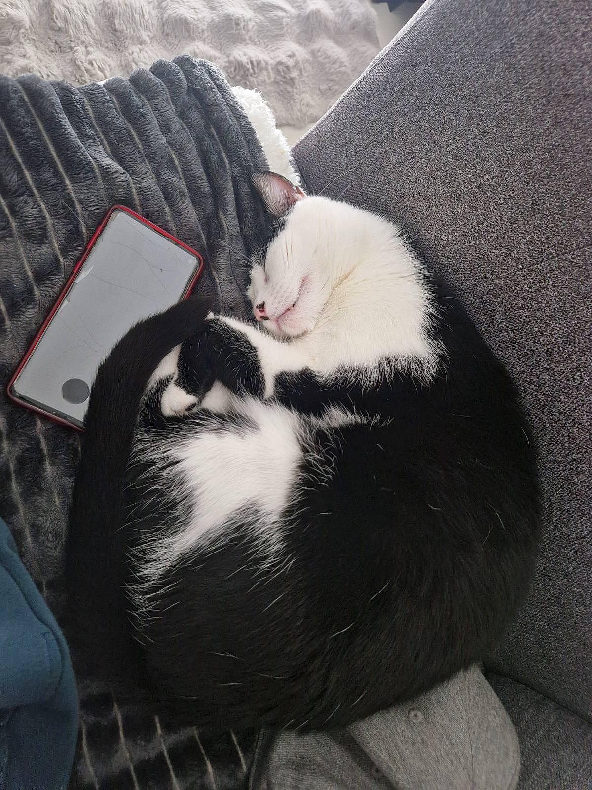 Mizuki participe au concours pour gagner de l'argent avec cette photo : carnivore, cat, cloud, comfort, domestic_short_haired_cat, felidae, foot, fur, grey, human_leg, monochrome_photography, nap, paw, sitting, small_to_medium_sized_cats, snout, tail, whiskers