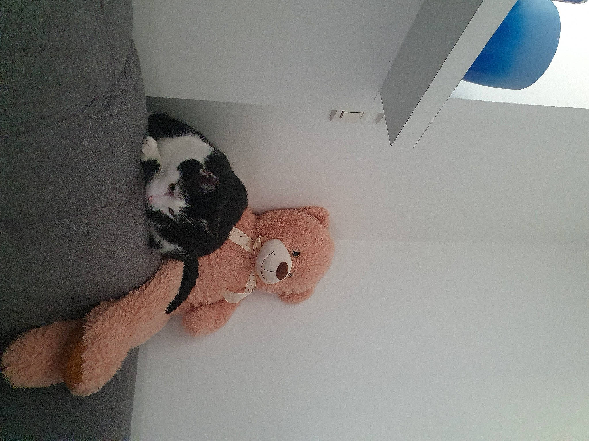 Mizuki participe au concours pour gagner de l'argent avec cette photo : baby_products, ceiling, circle, comfort, companion_dog, fawn, flooring, fur, grey, hardwood, linens, moustache, room, stuffed_toy, tail, toy, wood