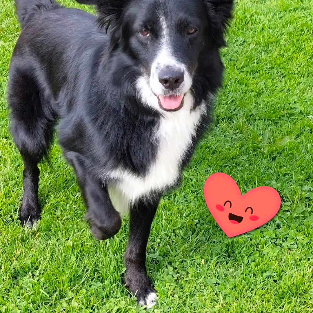 Roucky participe au concours pour gagner de l'argent avec cette photo : animal, ball, canine, collie, dog, envelope, grass, heart, lawn, loveheartsymbol, nature, outdoors, park, pet, plant, puppy, sport, symbol, tennis, tennisball