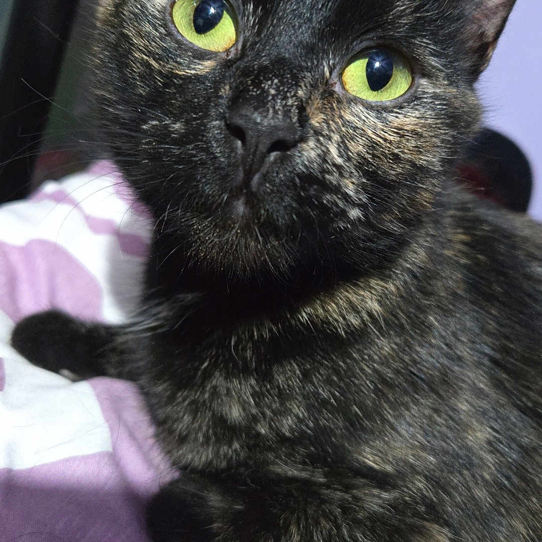 Moose joined the competition — help win amazing prizes! abyssinian, angora, animal, bird, blackbird, blackcat, blanket, brasssection, cat, horn, kitten, manx, musicalinstrument, pet, siamese