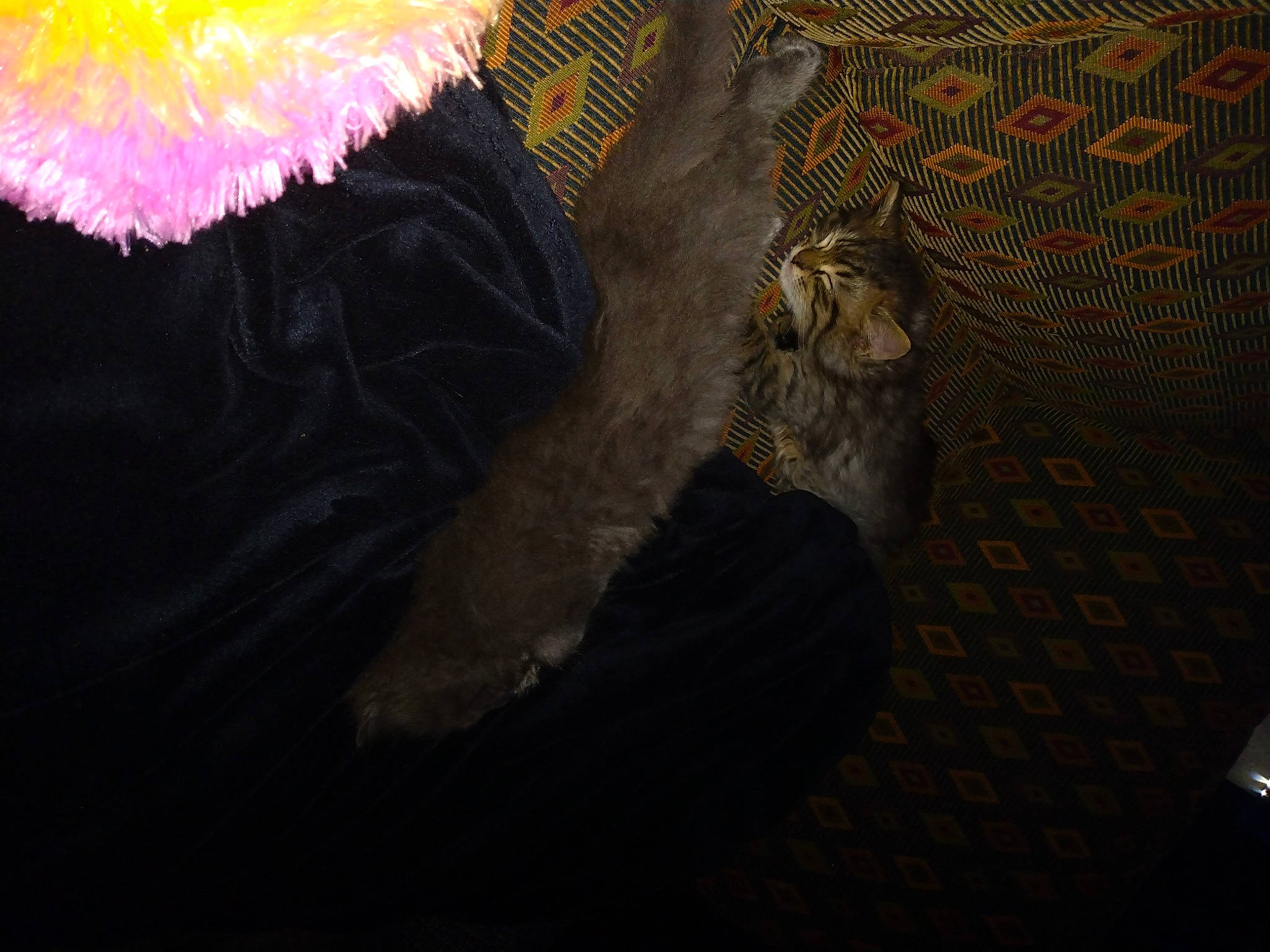 Foxy joined the competition — help win amazing prizes! cg_artwork, darkness, fashion_accessory, fashion_design, feather, felidae, flooring, fur, human_leg, magenta, night, pattern, room, shadow, small_to_medium_sized_cats, tail, visual_arts, whiskers