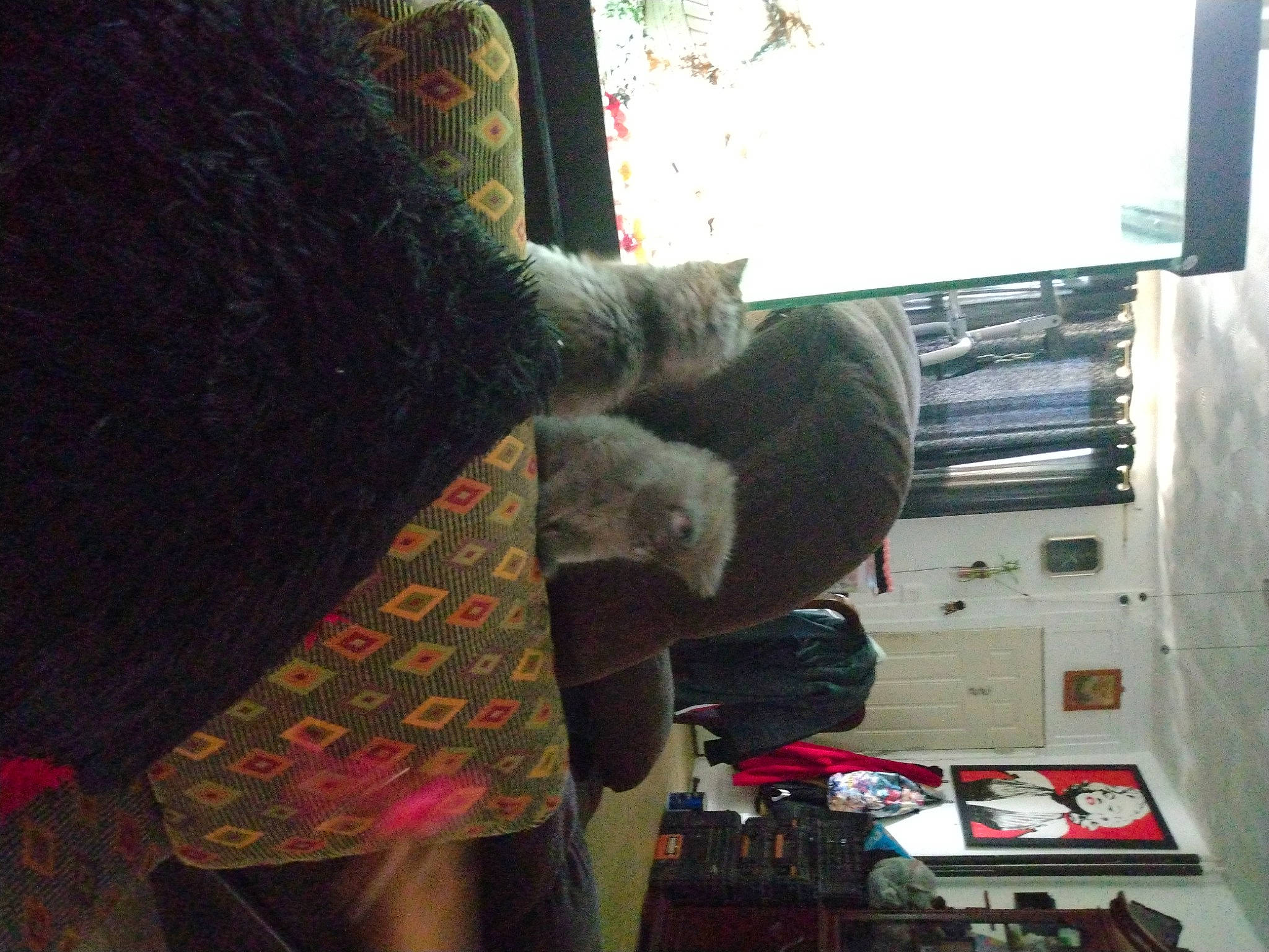 Foxy joined the competition — help win amazing prizes! carmine, cat, comfort, creative_arts, display_device, felidae, fur, gadget, human_leg, machine, magenta, pattern, room, sleeve, small_to_medium_sized_cats, tail, visual_arts, whiskers, wool, woolen