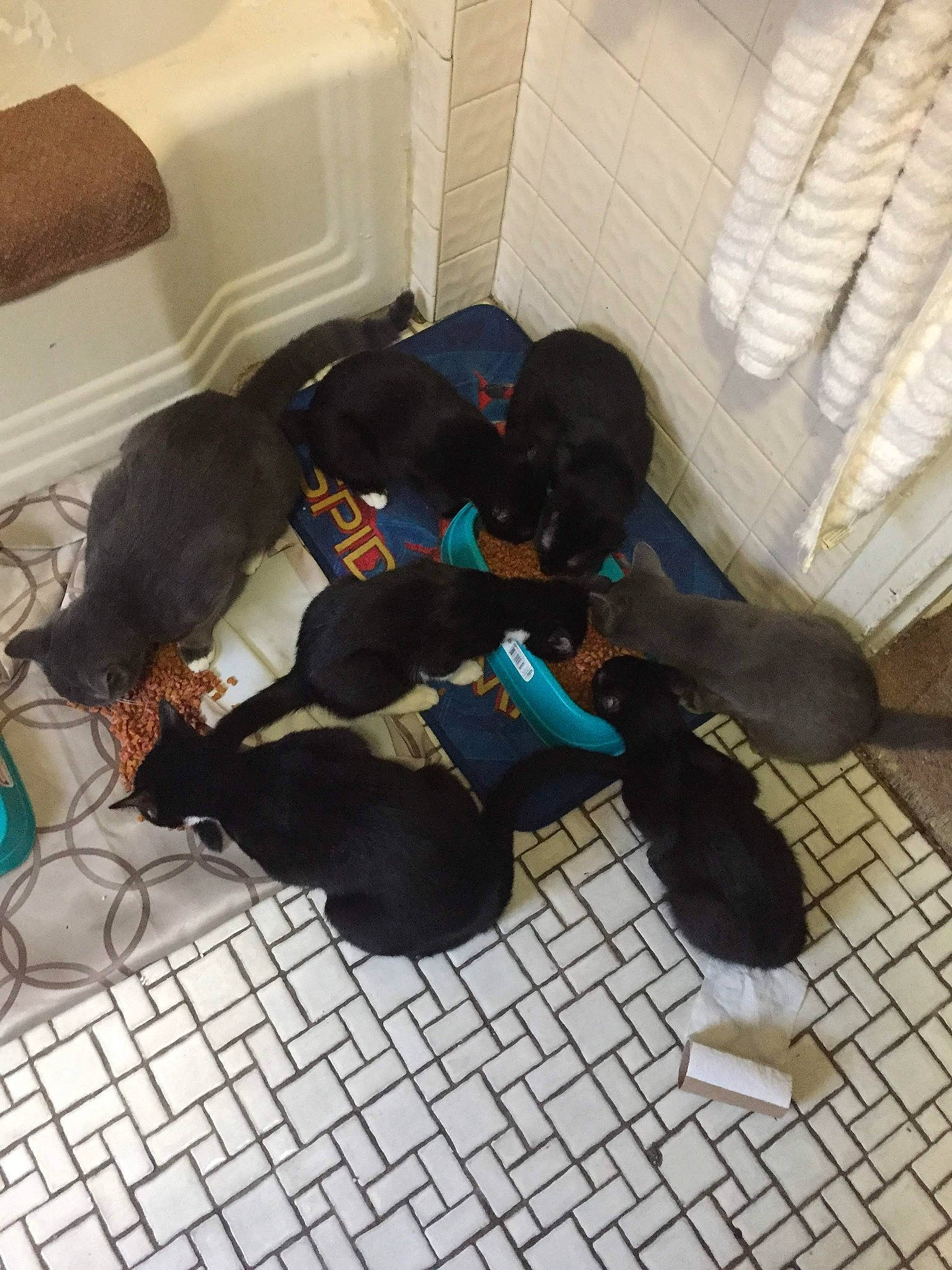 Mash joined the competition — help win amazing prizes! comfort, companion_dog, dog_breed, floor, flooring, room, sitting