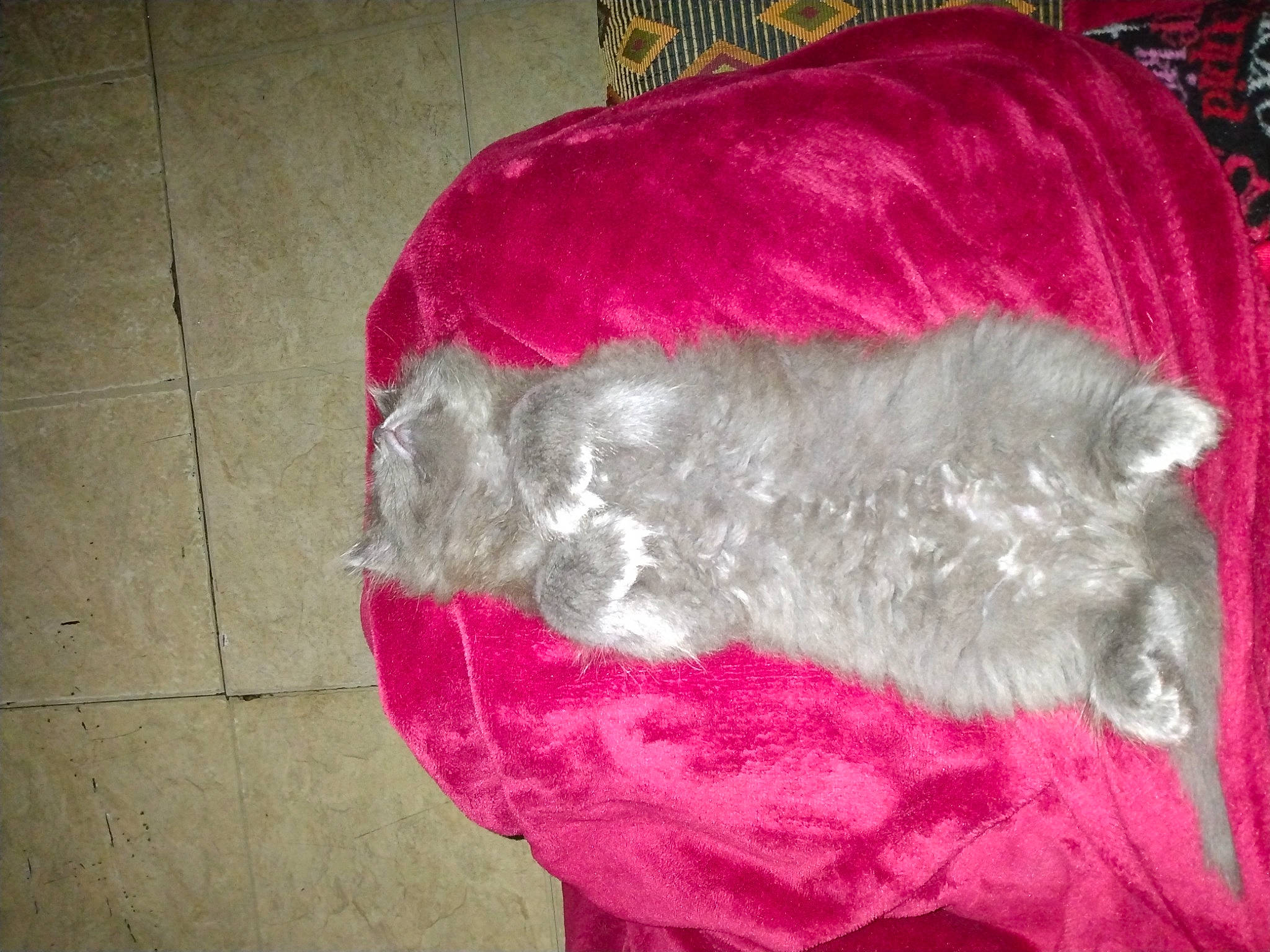 Max is registered to the contest to win money with this photo: carmine, fashion_accessory, felidae, fur, fur_clothing, magenta, natural_material, small_to_medium_sized_cats, tail, wool