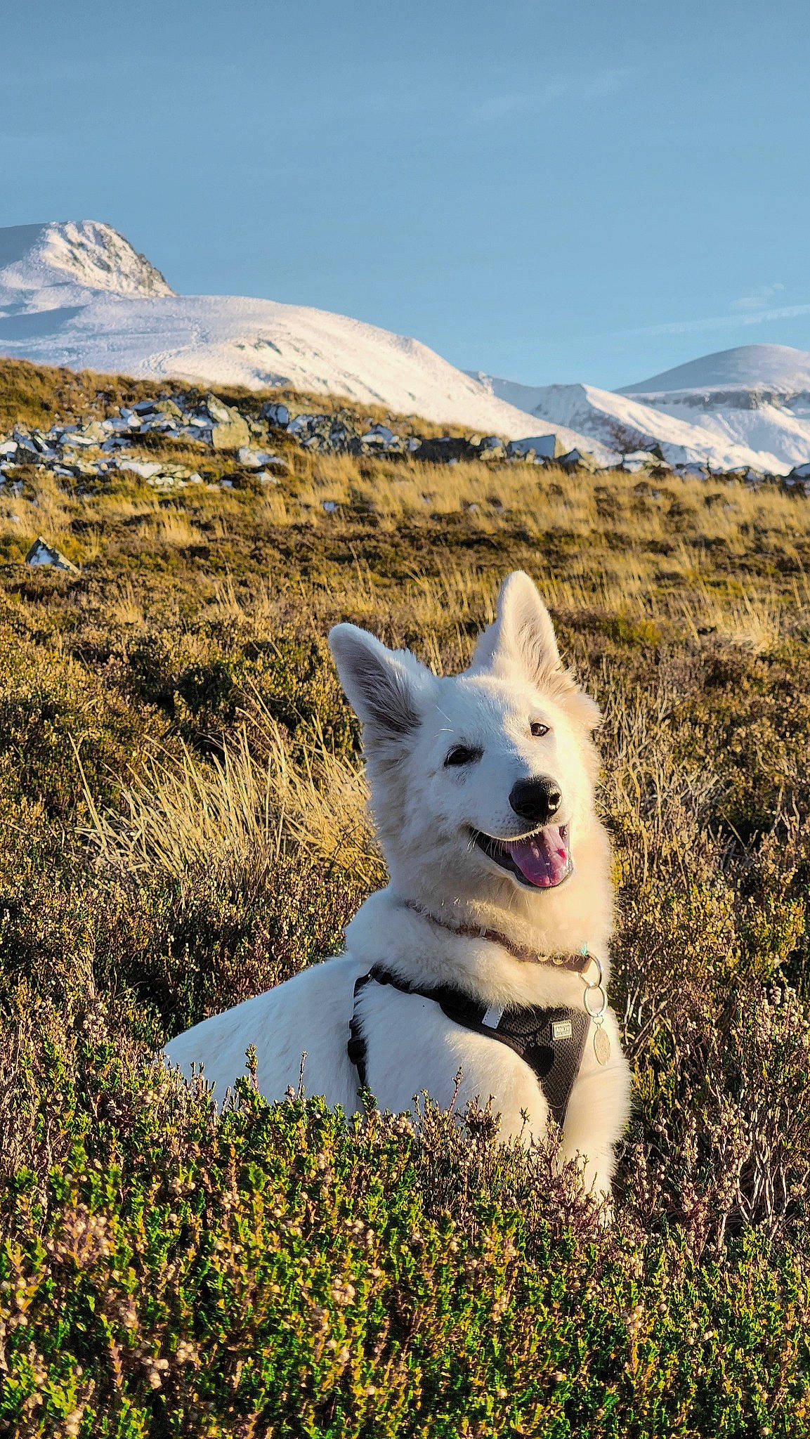 Akela participe au concours pour gagner de l'argent avec cette photo : canidae, carnivore, cloud, companion_dog, dog, dog_breed, fawn, grass, grassland, hill, landscape, mountain, mountain_range, mountainous_landforms, natural_landscape, plant, sky, snow, sporting_group, wilderness