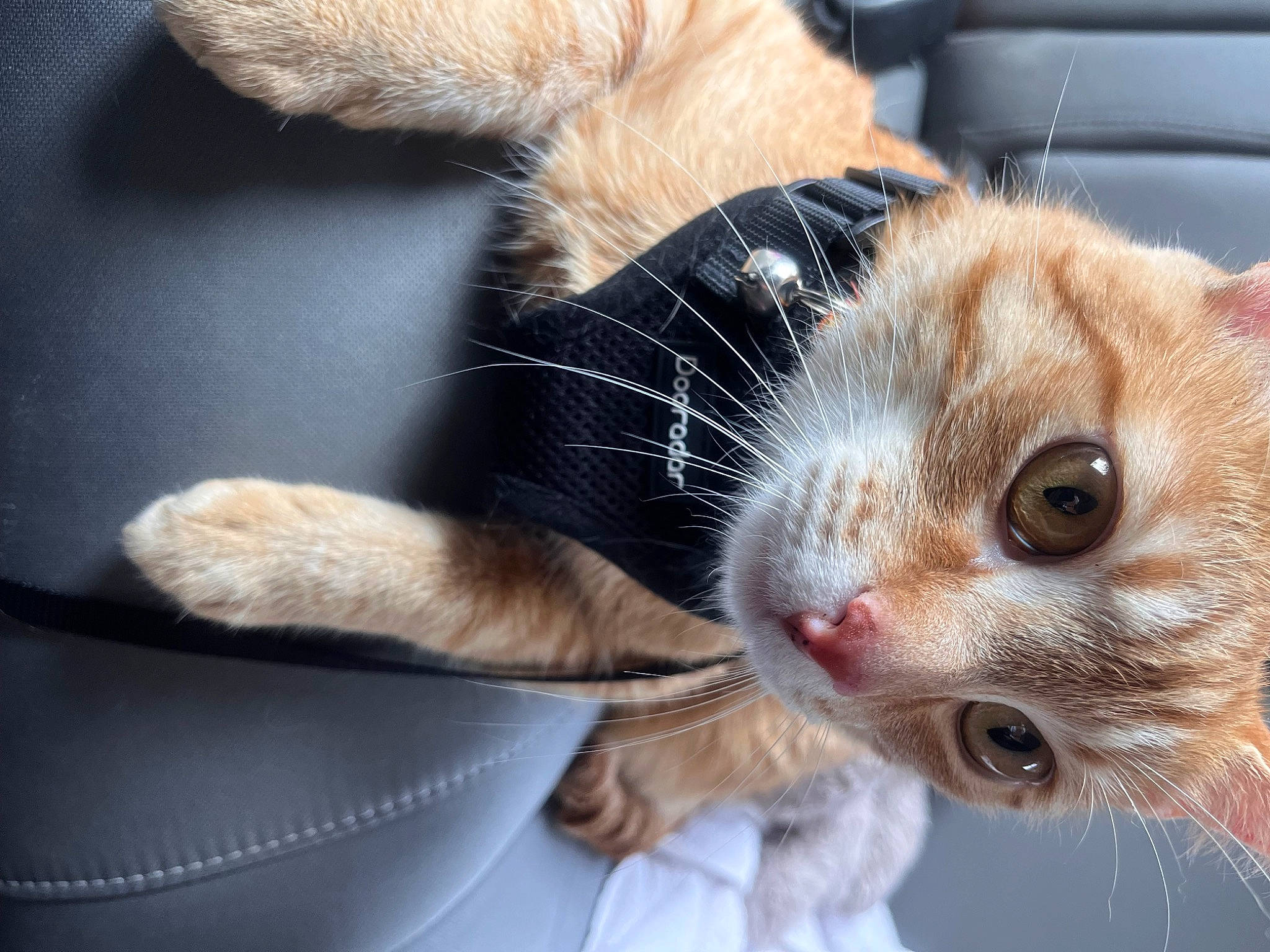 Fireball is registered to the contest to win money with this photo: carnivore, cat, claw, comfort, domestic_short_haired_cat, ear, eye, eyelash, felidae, fur, paw, plant, small_to_medium_sized_cats, snout, tail, tree, whiskers, window