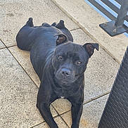 Vida a rejoint le concours — aidez-le/la à gagner de superbes lots ! dog, black_dog, pet, animal, outdoor, patio, floor, relaxed, lying_down, fence, railing, wicker_furniture, pavement, ears, face, eyes, legs, nails, sunlight, shadow